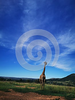 Giraffe blue sky nature park