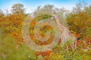 Giraffe and blue sky in the orange autumn forest. Green and red vegetation with big animals. Wildlife scene from nature. Evening