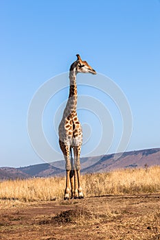 Giraffe Blue Sky Wildlife Animal