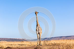 Giraffe Blue Sky Wildlife Animal