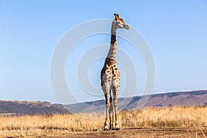 Giraffe Blue Sky Wildlife Animal