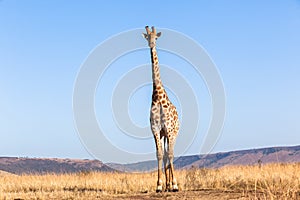 Giraffe Blue Sky Wildlife Animal