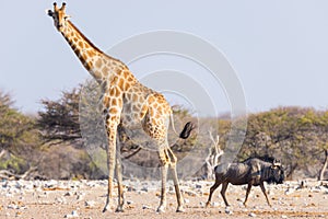 Giraffe and Blue Wildebeest walking in the bush. Wildlife Safari in the Etosha National Park, famous travel destination in Namibia