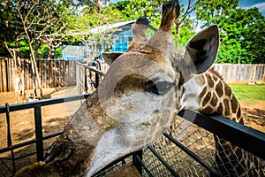 Giraffe at Bonanza Exotic Zoo in Thailand