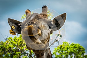 Giraffe at Bonanza Exotic Zoo in Thailand