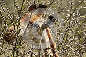 Giraffe at Boteilierskop