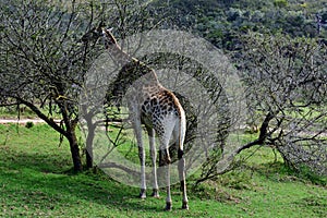 Giraffe, Botlierskop Game Reserve, South Africa.