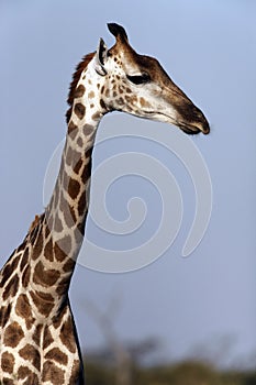 Giraffe - Botswana