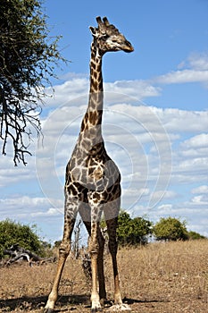 Giraffe - Botswana