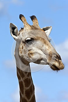 Giraffe - Botswana