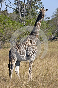 Giraffe - Botswana