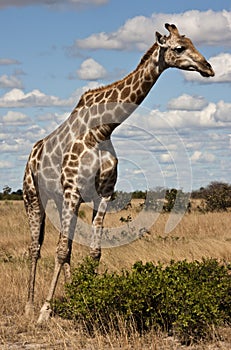 Giraffe - Botswana
