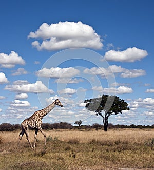 Giraffe - Botswana