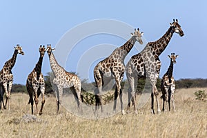 Giraffe - Botswana - Africa