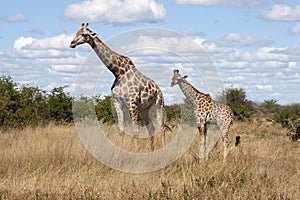 Giraffe - Botswana - Africa