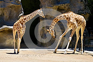 Giraffe Bowing. photo