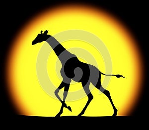 Giraffe in a bright sunset