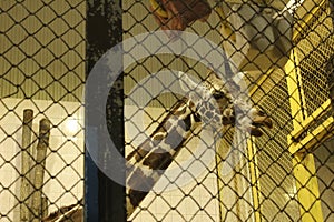 A giraffe with brown spots behind bars zoo. Wild animals