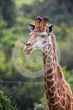 Giraffe Browsing