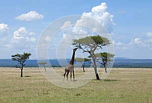 Giraffe browsing on Acacia on the Masai Mara