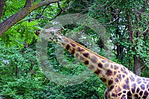 Giraffe Browsing Leaves, Bronx Zoo, New York