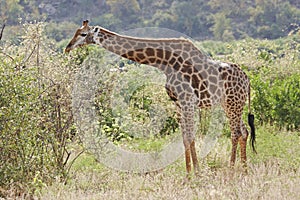 Giraffe browsing in thornveld