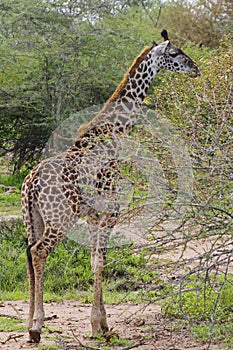 Giraffe browsing on thorny tree branches, Serenget