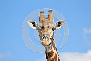 Giraffe Bull - Blue Skies and African Air