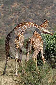 Giraffe Bull Fight