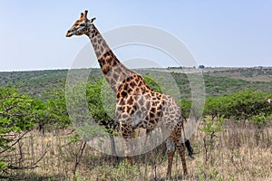 Giraffe Bull Wildlife Animal Wilderness Landscape