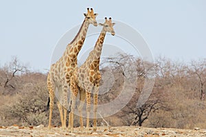 Giraffe Bull - Wildlife Background from Africa - Brother Pose