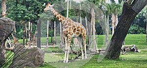 Giraffe Busch Gardens