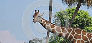 Giraffe Busch Gardens
