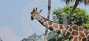 Giraffe Busch Gardens