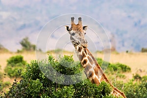 Giraffe and bush