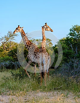 Giraffe in the bush of Kruger national park South Africa during sunset