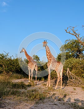 Giraffe in the bush of Kruger national park South Africa during sunset