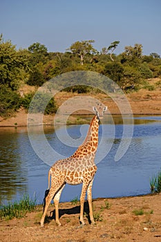 Giraffe in the bush of Kruger national park South Africa during sunset