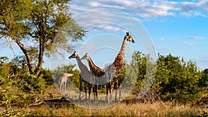 Giraffe in the bush of Kruger national park South Africa during sunset