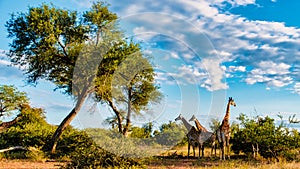 Giraffe in the bush of Kruger national park South Africa during sunset