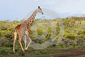 Giraffe in the bush