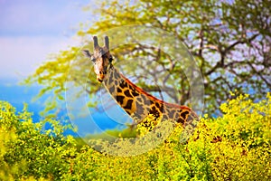 Giraffa. ovest Kenia 