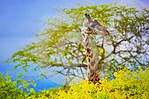 Giraffe in bush. Safari in Tsavo West, Kenya, Africa