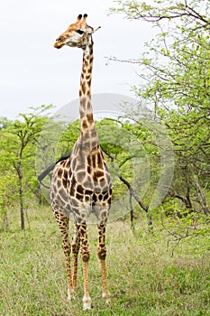 Giraffe in the Bush in South Africa