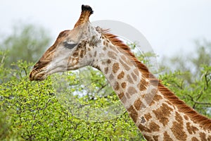 Giraffe in the Bush in South Africa