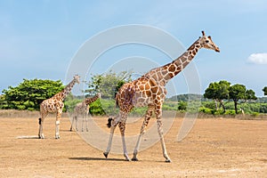 Giraffe at Calauit Island Game Preserve and Wildlife Sanctuary