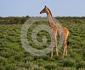 Giraffe calf