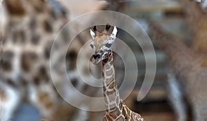 Giraffe calf and blurred giraffes in backdrop