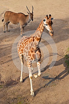 Giraffe calf and eland antelope