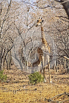 Giraffe calf feeding from the mother